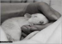 /album/galerie/cutest-rats8-jpg/